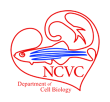 dcb-ncvs-logo
